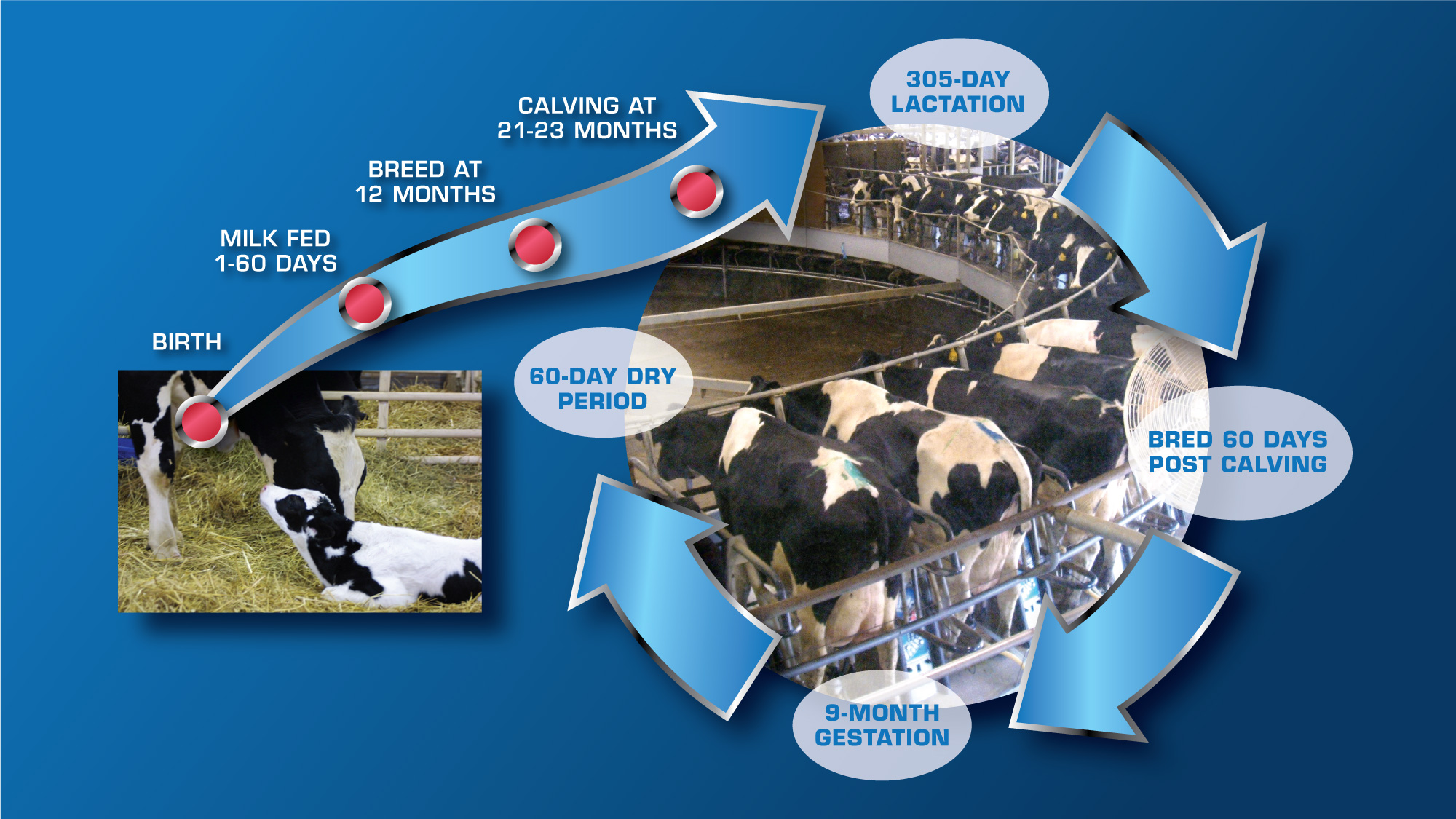 life cycle of a dairy cow