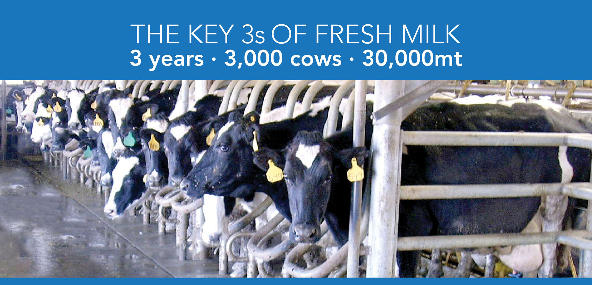 Key 3s of Milk Production image